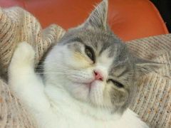 -创凡宠物医院·骨专科  猫科中心(西乡分院)