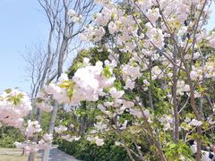-顾村公园