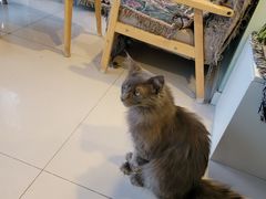 -平行世界·猫咖(首经贸店)