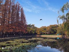 -八大关景区