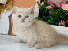 -小猫来了·猫舍(红山六九七九店)