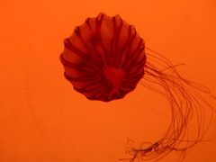 -沈阳海洋探索中心