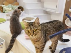-COLOR PETS 撸猫馆·购猫·猫咖(长风大悦城店)