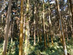 景点-九真山风景区