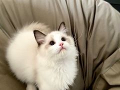 -lincat·猫舍(广州店)