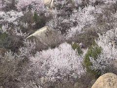 -北京凤凰岭