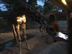 -清迈夜间动物园