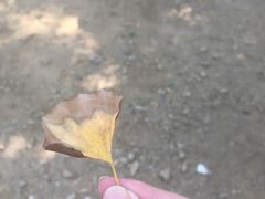 -千年银杏谷文化旅游区