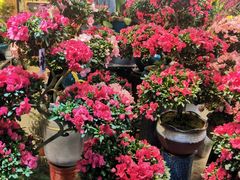 -双季花艺园艺市场(浦东店)