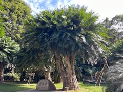 -深圳仙湖植物园