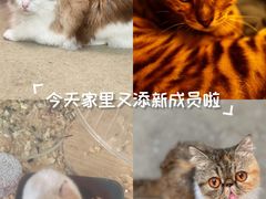 -泰国佛·塔罗·泰牌狐仙古曼