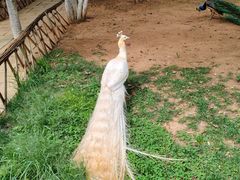 -昆明动物园