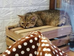 -龟与熊猫宠物公园(南坪店)