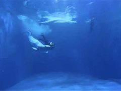 -多彩贵州城极地海洋世界