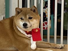 -是阿柴呀！柴犬咖啡·爱喵喵猫咖