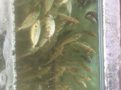-红月湾海鲜饭店•沙滩海景(双月湾店)
