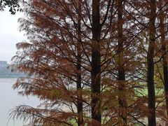 -广东花都湖国家湿地公园