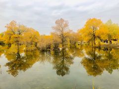 -金塔沙漠胡杨林景区