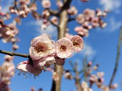 -新虹桥中心花园