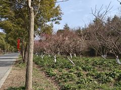 -上海海湾国家森林公园