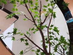-花漫里日式餐厅(南安中骏店)