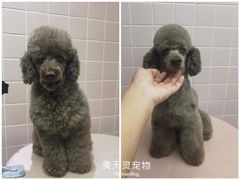-FAELING PETS美天灵宠物(富力广场店)