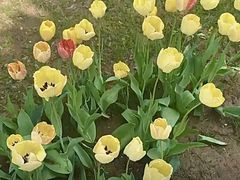 -石家庄市植物园