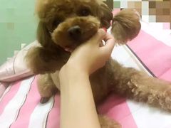宠物美容-超宠爱宠物摄影-Super pet