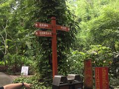 -莫里热带雨林景区