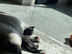 -瑞派福兴宠物医院犬猫全科·骨科·中西医结合(河东店)