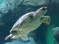 -上海海洋水族馆