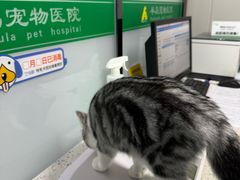 -半岛宠物医院24小时(科华中路店)