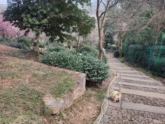 -香雪海