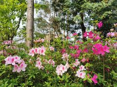 -火炉山森林公园