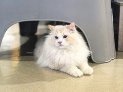 -藏猫猫咖啡主题馆(中央大道店)