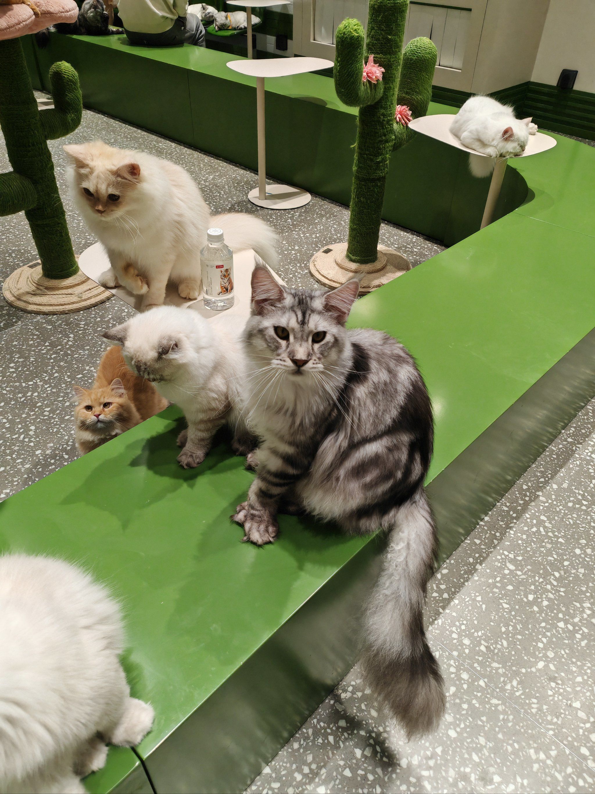 猫咪天地～宠物乐园