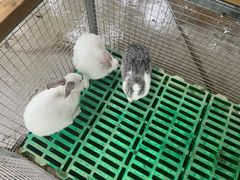 -史努比缤纷世界