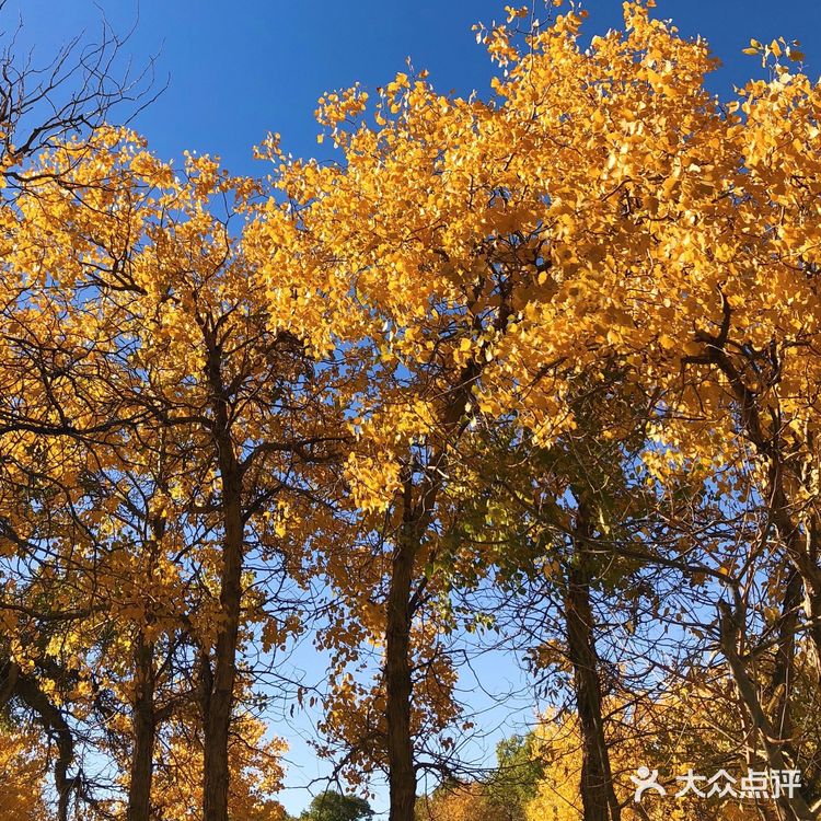《英雄》取景地额济纳旗🍂绝美胡杨林