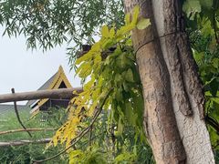 -呀路古热带植物园