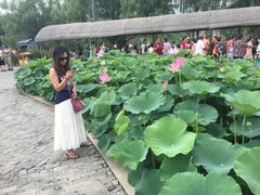 -白洋淀景区