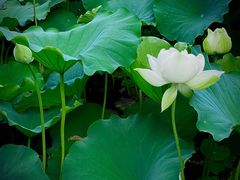 -莲池书院博物馆