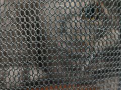 -安安宠医宠物医院·异宠·犬猫内科(岳阳分院)