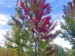 -哈尔滨文化公园