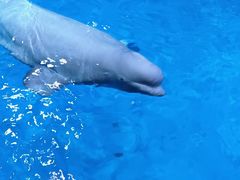 -海合安青岛极地海洋公园