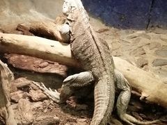 -上海大自然野生昆虫馆(东方明珠·爬宠昆虫探索中心)