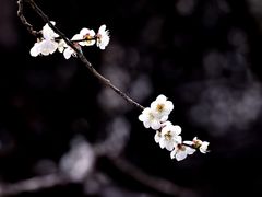 -杭州植物园