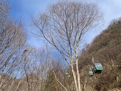 -王顺山国家森林公园