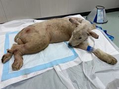 -东莞宠友24H宠物中心医院·转诊夜诊·异宠(新河北路院)