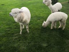 -银树楼(紫玉山庄东区店)