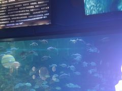 -烟台海昌鲸鲨海洋公园